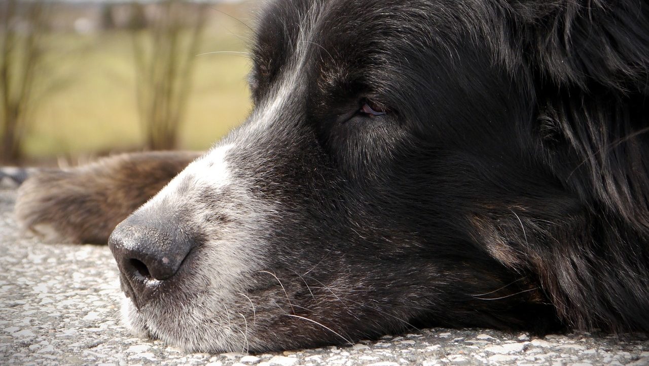 bernese mountain dog, animal, senior
