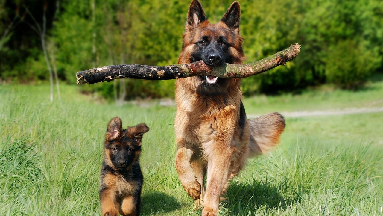 shepherd dog, dog, nature