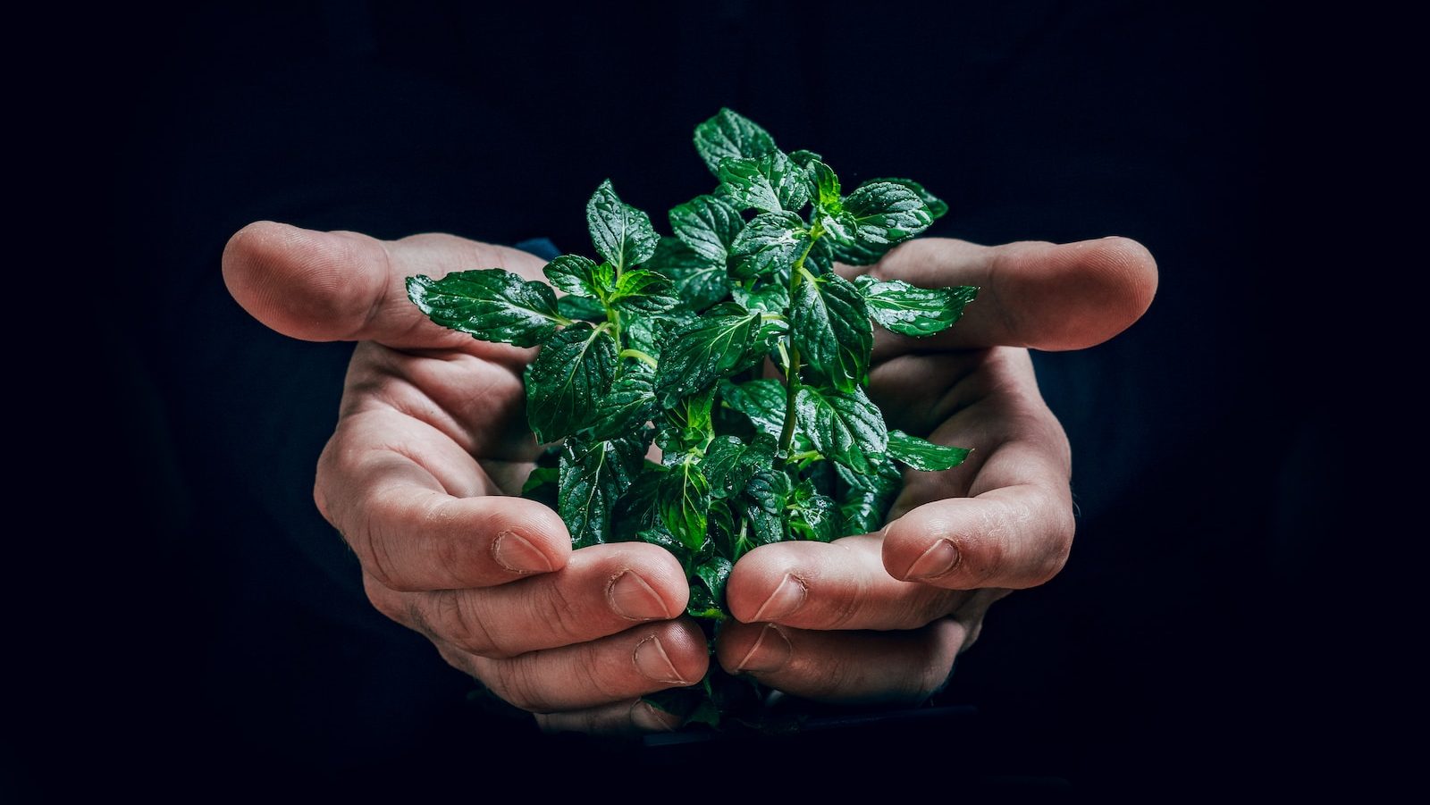 green plant on persons hand